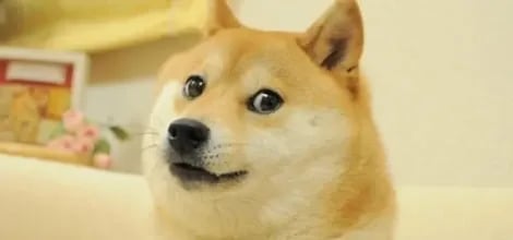 Doge dog